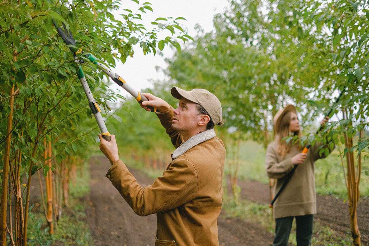 Trusted Eden Prairie, MN Tree Service Experts